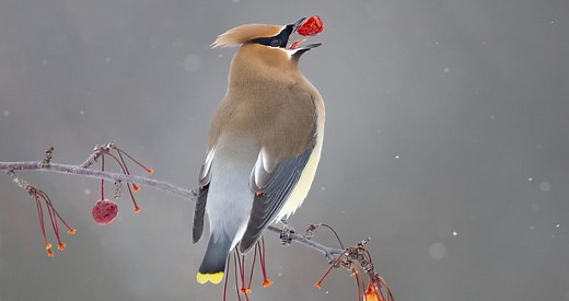 Cedar Waxwing Photos and Videos for, All About Birds, Cornell Lab of Ornithology