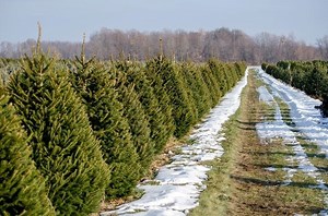 How Long Does It Take a Christmas Tree to Grow? The Answer Might Surprise You
