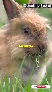 Why Bunnies Are So Important: Surprising Scientific Facts About Rabbits #viralshorts #shortvideo