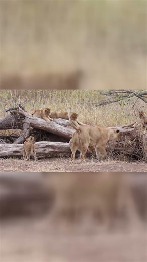 lion cubs playing on a log #lionbabies