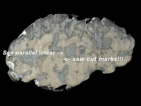 Cutting & Polishing Fossils with Jack Kallmeyer of the Cincinnati Dry Dredgers