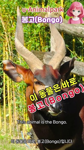 아프리카에서는 이 동물을 “숲의 영혼”이라 불렀습니다. 이 동물은 바로, 봉고(Bongo)입니다. #animalpark #bongo #봉고 #숲의영혼 #아프리카동물
