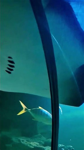 Face to Face with Sharks at KLCC Aquaria! 🦈😲