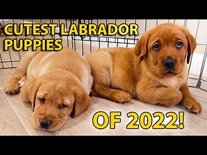 Cutest Labrador Puppies From 2022!!