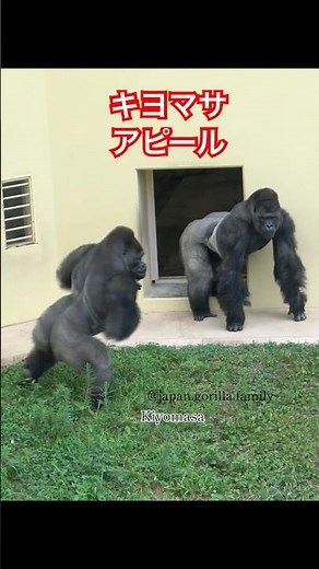 Kiyomasa's appeal【東山動物園ゴリラ】 #gorilla #kiyomasa #drumming