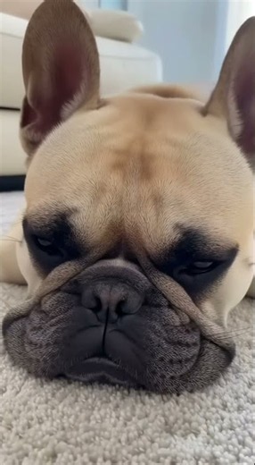 Cat Stalks A Baby French Bulldog In The Funniest Sneak Attack #FunnyCats #FrenchBulldog #CatVsDog