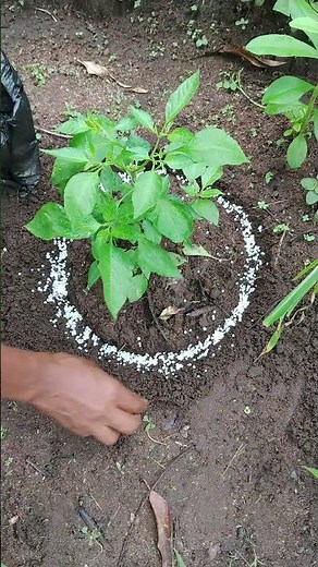 How To Apply Fertilizer on Pepper plants #pepper #vegetables