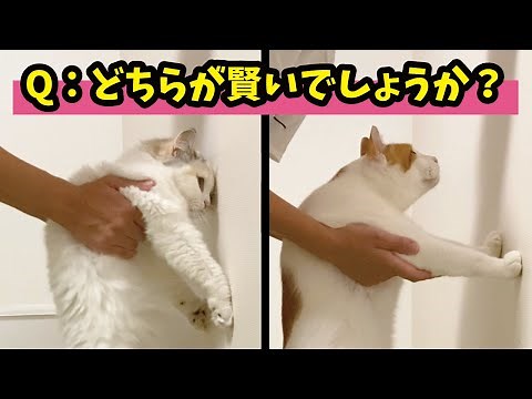 [Wall Challenge] Cats that can push back against a wall with their hands are apparently smart, so...
