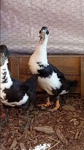 Duck Sounds 🦆 Male vs Female | Cute Ducklings