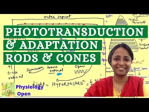 Phototransduction and photoreceptors | Physiology of vision | Special senses mbbs 1st year lecture
