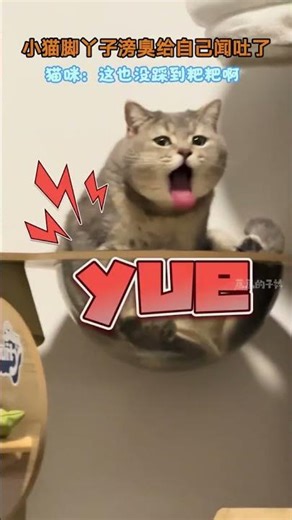 Master Cat Sketching: Top-notch Tips for Beginners! Drawing CatArt LearnDrawing FunnyVid Y