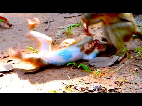 Hilarious Monkey TICKLE FIGHT Gets Out of Control!