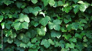 Ivy Hedera plant that fills the wall of the house. Green living wall