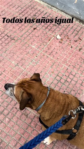 Todos los años lo pasa así cuando llega las navidades o cualquier fiesta que haya cohetes