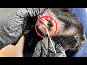 Cleaning a Cat’s Very Dirty Ear