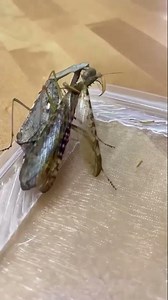 Female mantis eating the male after mating 😳