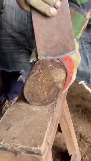 Healing a Hoof Hole: Trimming and Treatment Techniques | #animal #horse #cow #donkey #hoofcare #satisfying #hoof #care #helping | Hoof Care