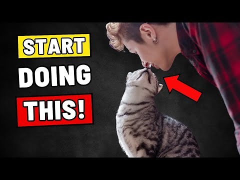 7 Golden Tips to Win Your Cat’s Love Forever