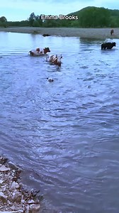 149K views · 6.8K reactions | Brave Little Calf Stays by Mom’s Side to Reach Safety ❤️ | Emma Brooks | Facebook