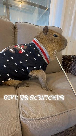 3.3K views · 32 reactions |   Introducing— Capybara Christmas charcuterie✨  Book a capybara encounter during the month of December and Zip will be in his Christmas sweater and you’ll be able to feed him a Christmas themed, animal appropriate charcuterie board. #capybara Christmascharcuterie #capybara #capybaralovers Book today: https://book.squareup.com/appointments/l2s7r644kitcgw/location/L78W72831DKJF/servicesg | Traveling Acres Petting Zoo | Facebook