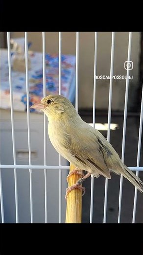 Fêmea de tiziu nevada #passaros #fypシ゚viral #aves #passarinho #tiziu #birds