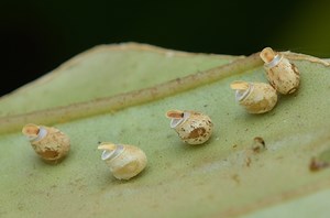 Stickbug eggs are a visual delight