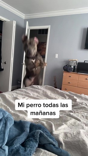 Siempre me despierta #tiktoker #pitbull #dingdong #mañanas #cama