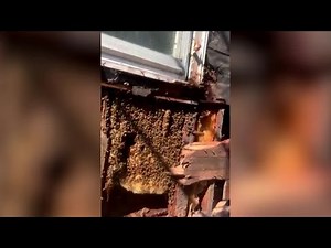 450,000 bees found living inside walls of U.S. home