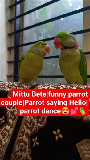 “Parrot Saying Hello,Papa & Mittu Bete | Cute Dancing & Kiss Moment | Alexander Parrot Love” #parrot