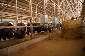 Wagyu Beef from Tochigi, Japan | Why Japanese people buy from Tochigi?