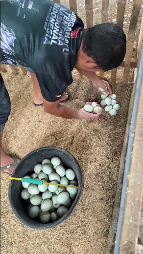 Checking and Picking the Best Duck Eggs in the Coop