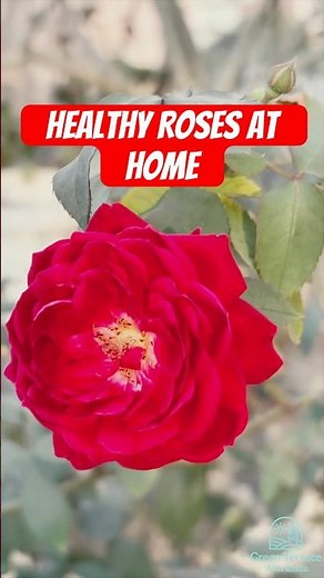 Beautiful ROSE Flowers at Home