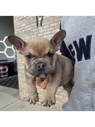 We always send our clients home with a free personalized decal...this one was too cute not to share 😍😍#bull #bulldog #viraldog #puppy #decals