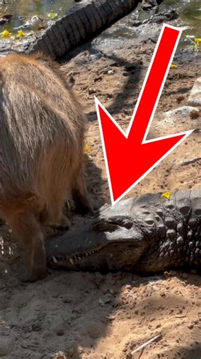 57K views · 130 reactions | Is Capybara Immune To Predators？ #short #viralvideoシ | Happy Styles | Facebook