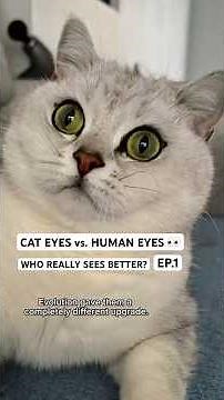 Cat Eyes vs. Human Eyes: Who Really Sees Better? 👀🐱 | EP.1 #CatFacts #CatVision #Shorts