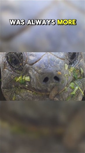Top Ten Freshwater Species in Danger of Extinction: Australia's Mary River Turtle