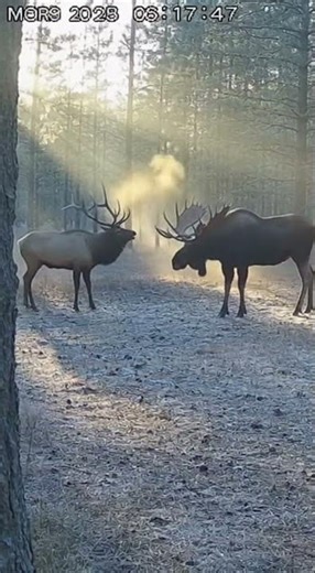 Bull Elk vs Bull Moose at Dawn