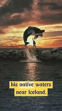 The Wild Truth Behind Free Willy 🐋