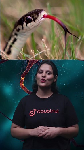 Kya aapne kabhi socha hai Snake ki Tongue split kyun hoti hai? 🐍 #doubtnut #edutok #doubtnut_biology #edutokcareer #edutoklifetips #edutoktech