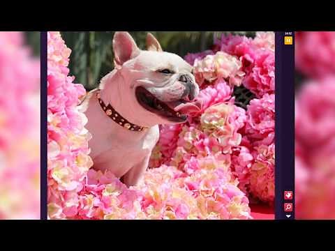 Beautiful Jigsaw Puzzle Collection HD. Gameplay