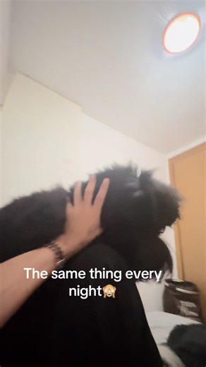 Standard Poodle Nighttime Shenanigans