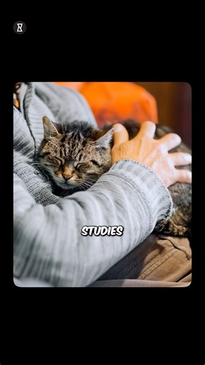 Did You Know Cat Purring Heals Humans? #shorts #shortsfeed #youtubeshorts