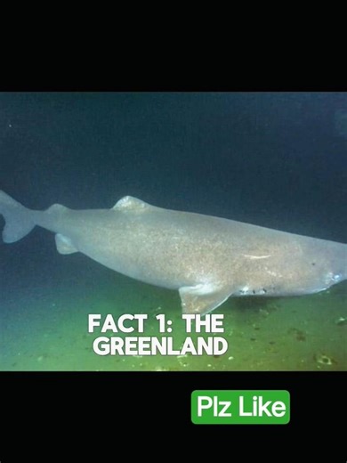 Top 3 longest living creatures 😲