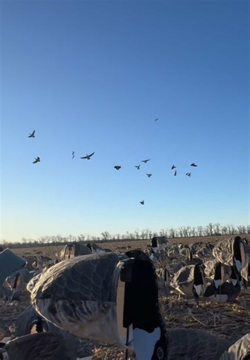Perfectly Coordinated Geese: A Hunting Marvel