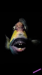 🐠⚠️ Ce poisson est plus dangereux qu’un requin ! Tu penses que le requin est le roi des océans ? Détrompe-toi… Ce poisson peut tuer en quelques minutes, et il ne mesure même pas un mètre ! 😨 Invisible, silencieux, mais mortel… tu ne voudras pas le croiser 🧠💀 💬 "Les apparences sont souvent trompeuses dans la nature…" #PoissonTueur #AnimauxMarins #Insolite #Dangereux #Océan #SaviezVous #FYP #PourToi #ViralVideo #ScienceAnimale #Éducation #DocumentaireNature | Naturellement Bien