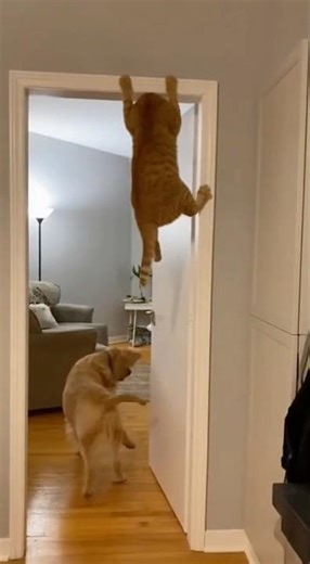Security Cam: Cat Hangs From Door Frame While Dog Searches Below! 😱🐱🐶 #funny #cat #shorts