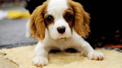 Hund im Internet kaufen: Wie Sie illegalen Welpenhandel erkennen