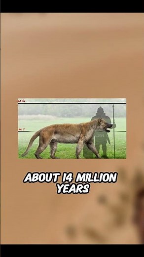 The biggest bear dog EVER #prehistoric #extinctanimals
