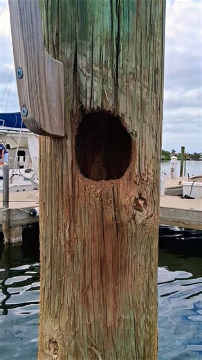 Dockpeckers #florida