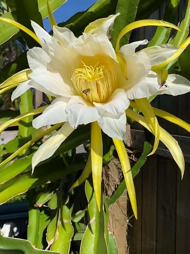 This Flower Only Blooms For One Night!